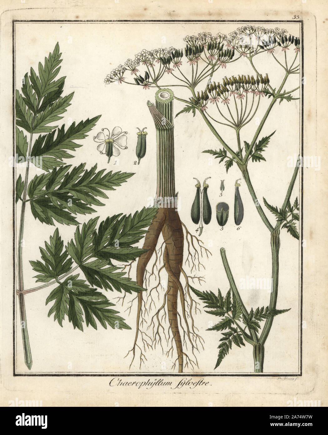 Cow parsley, Anthriscus sylvestris. Handcoloured copperplate engraving by P. Haas from Dr. Friedrich Gottlob Hayne's Medical Botany, Berlin, 1822. Hayne (1763-1832) was a German botanist, apothecary and professor of pharmaceutical botany at Berlin University. Stock Photo