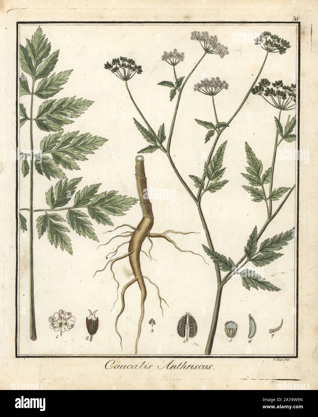 Burr chervil, Caucalis anthriscus. Handcoloured copperplate engraving by P. Haas from Dr. Friedrich Gottlob Hayne's Medical Botany, Berlin, 1822. Hayne (1763-1832) was a German botanist, apothecary and professor of pharmaceutical botany at Berlin University. Stock Photo