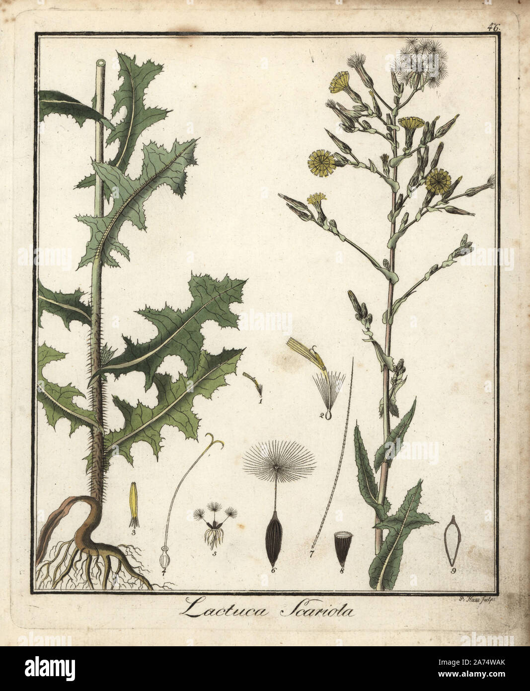 Prickly lettuce, Lactuca serriola. Handcoloured copperplate engraving by P. Haas from Dr. Friedrich Gottlob Hayne's Medical Botany, Berlin, 1822. Hayne (1763-1832) was a German botanist, apothecary and professor of pharmaceutical botany at Berlin University. Stock Photo