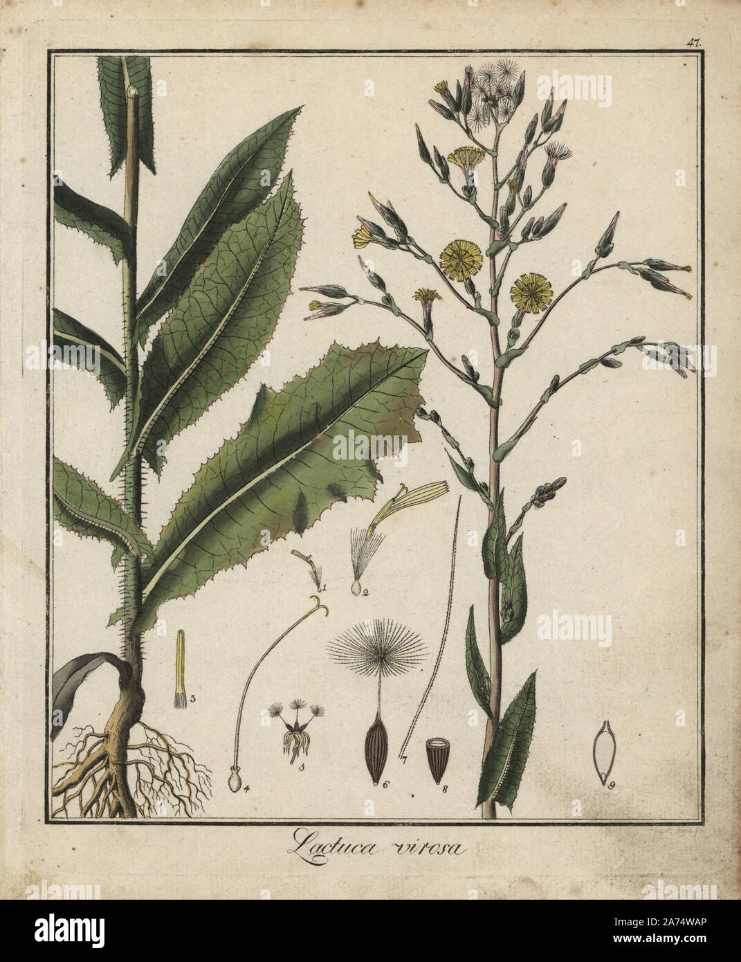 Wild lettuce, Lactuca virosa. Handcoloured copperplate engraving by P. Haas from Dr. Friedrich Gottlob Hayne's Medical Botany, Berlin, 1822. Hayne (1763-1832) was a German botanist, apothecary and professor of pharmaceutical botany at Berlin University. Stock Photo