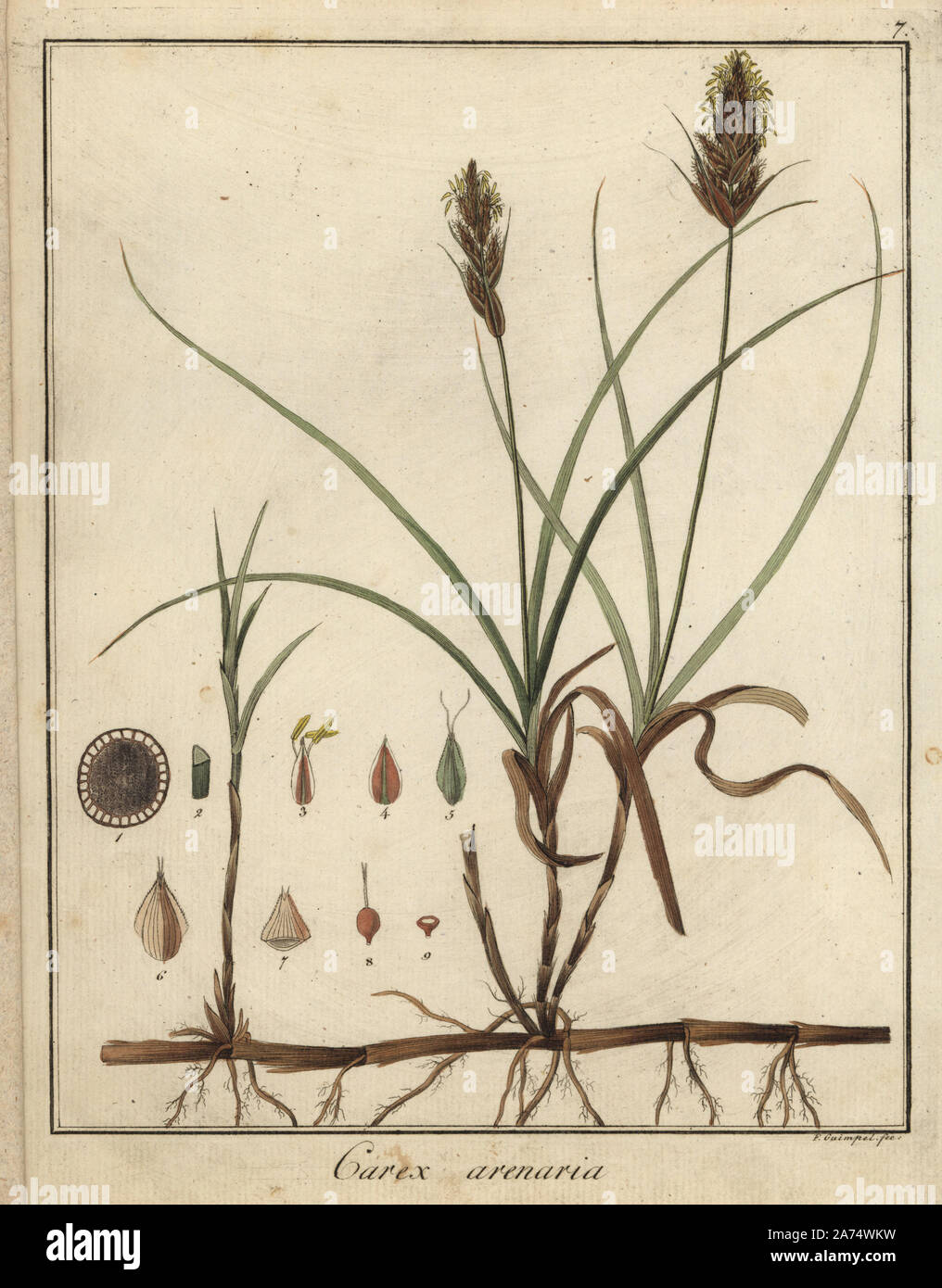 Sand sedge, Carex arenaria. Handcoloured copperplate engraving by F. Guimpel from Dr. Friedrich Gottlob Hayne's Medical Botany, Berlin, 1822. Hayne (1763-1832) was a German botanist, apothecary and professor of pharmaceutical botany at Berlin University. Stock Photo