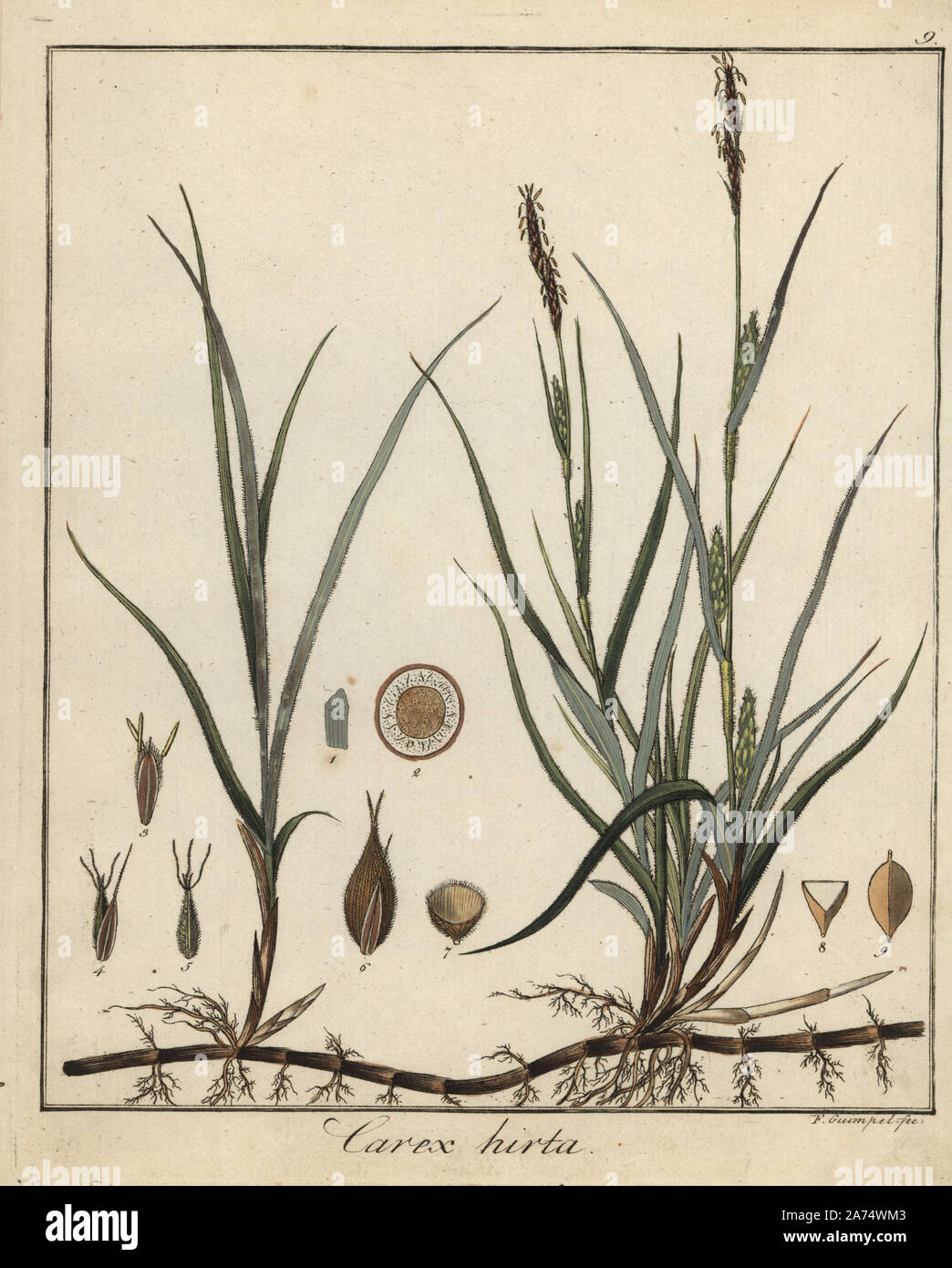 Hairy sedge, Carex hirta. Handcoloured copperplate engraving by F. Guimpel from Dr. Friedrich Gottlob Hayne's Medical Botany, Berlin, 1822. Hayne (1763-1832) was a German botanist, apothecary and professor of pharmaceutical botany at Berlin University. Stock Photo