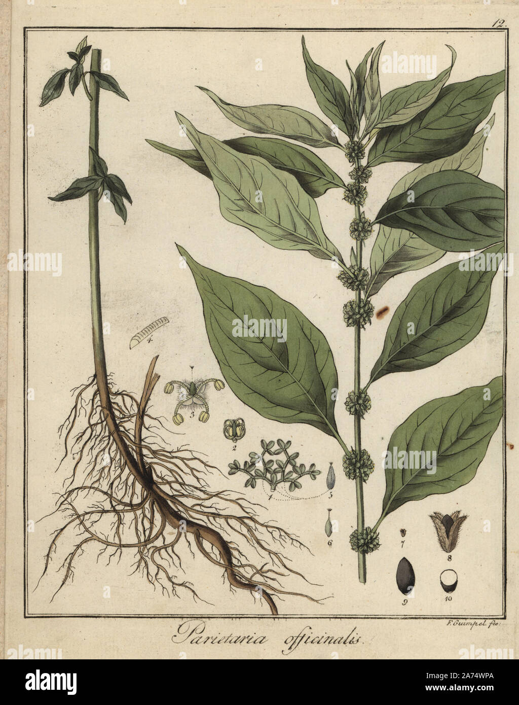 Pellitory-of-the-wall, Parietaria officinalis. Handcoloured copperplate engraving by F. Guimpel from Dr. Friedrich Gottlob Hayne's Medical Botany, Berlin, 1822. Hayne (1763-1832) was a German botanist, apothecary and professor of pharmaceutical botany at Berlin University. Stock Photo