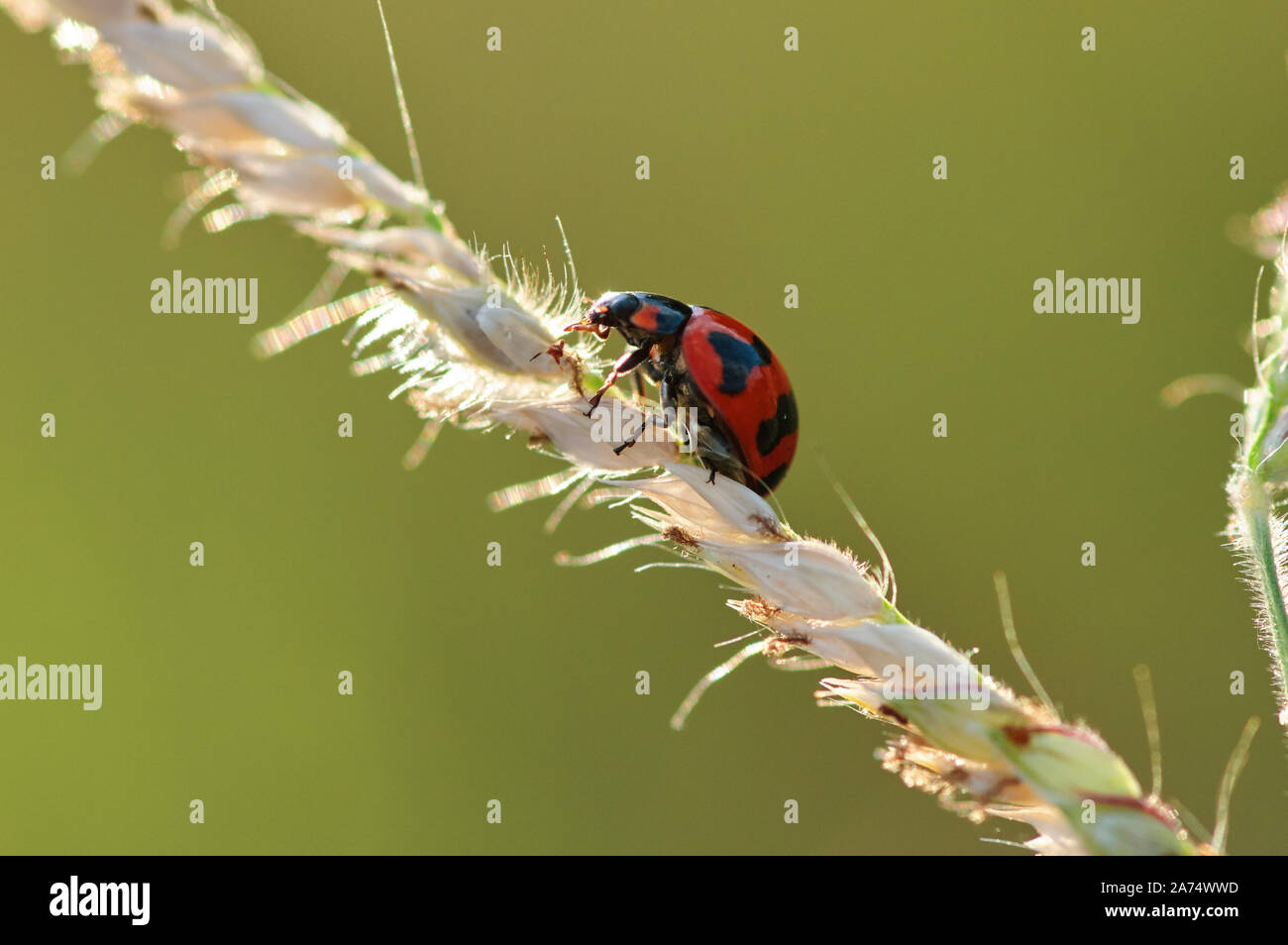The ladybug on ear of wheat Stock Photo