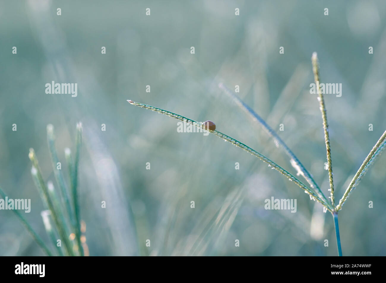Lady bug on grass in the early winter Stock Photo