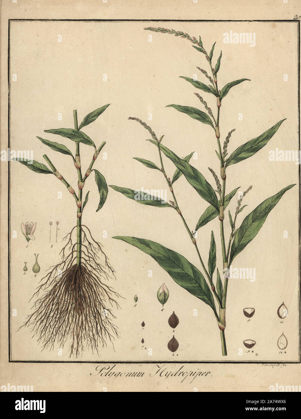 Water pepper, Persicaria hydropiper. Handcoloured copperplate engraving by F. Guimpel from Dr. Friedrich Gottlob Hayne's Medical Botany, Berlin, 1822. Hayne (1763-1832) was a German botanist, apothecary and professor of pharmaceutical botany at Berlin University. Stock Photo