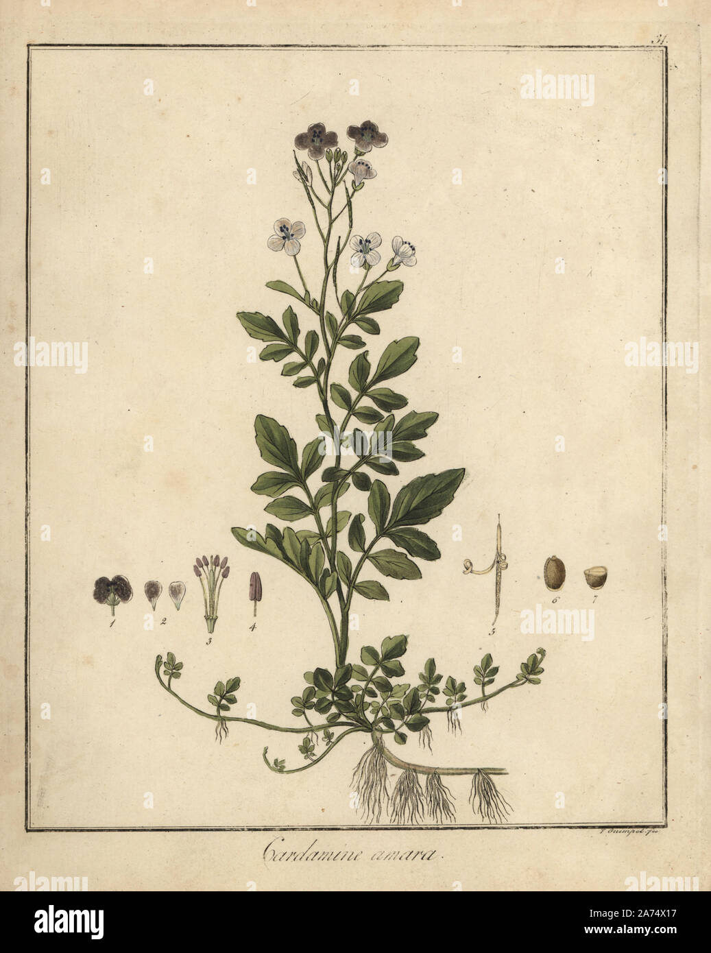 Large bittercress, Cardamine amara. Handcoloured copperplate engraving by F. Guimpel from Dr. Friedrich Gottlob Hayne's Medical Botany, Berlin, 1822. Hayne (1763-1832) was a German botanist, apothecary and professor of pharmaceutical botany at Berlin University. Stock Photo