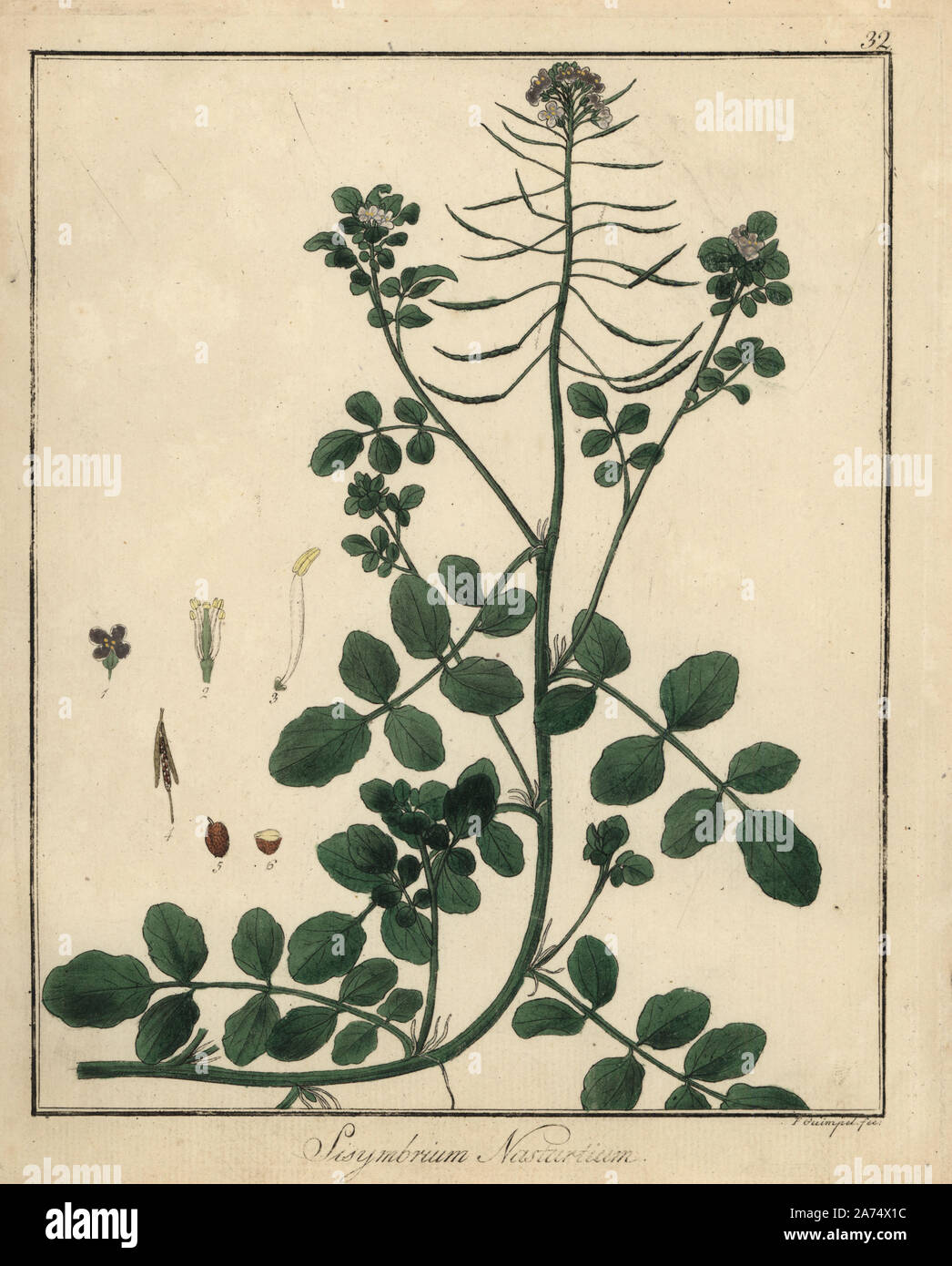 Watercress, Nasturtium officinale. Handcoloured copperplate engraving by F. Guimpel from Dr. Friedrich Gottlob Hayne's Medical Botany, Berlin, 1822. Hayne (1763-1832) was a German botanist, apothecary and professor of pharmaceutical botany at Berlin University. Stock Photo