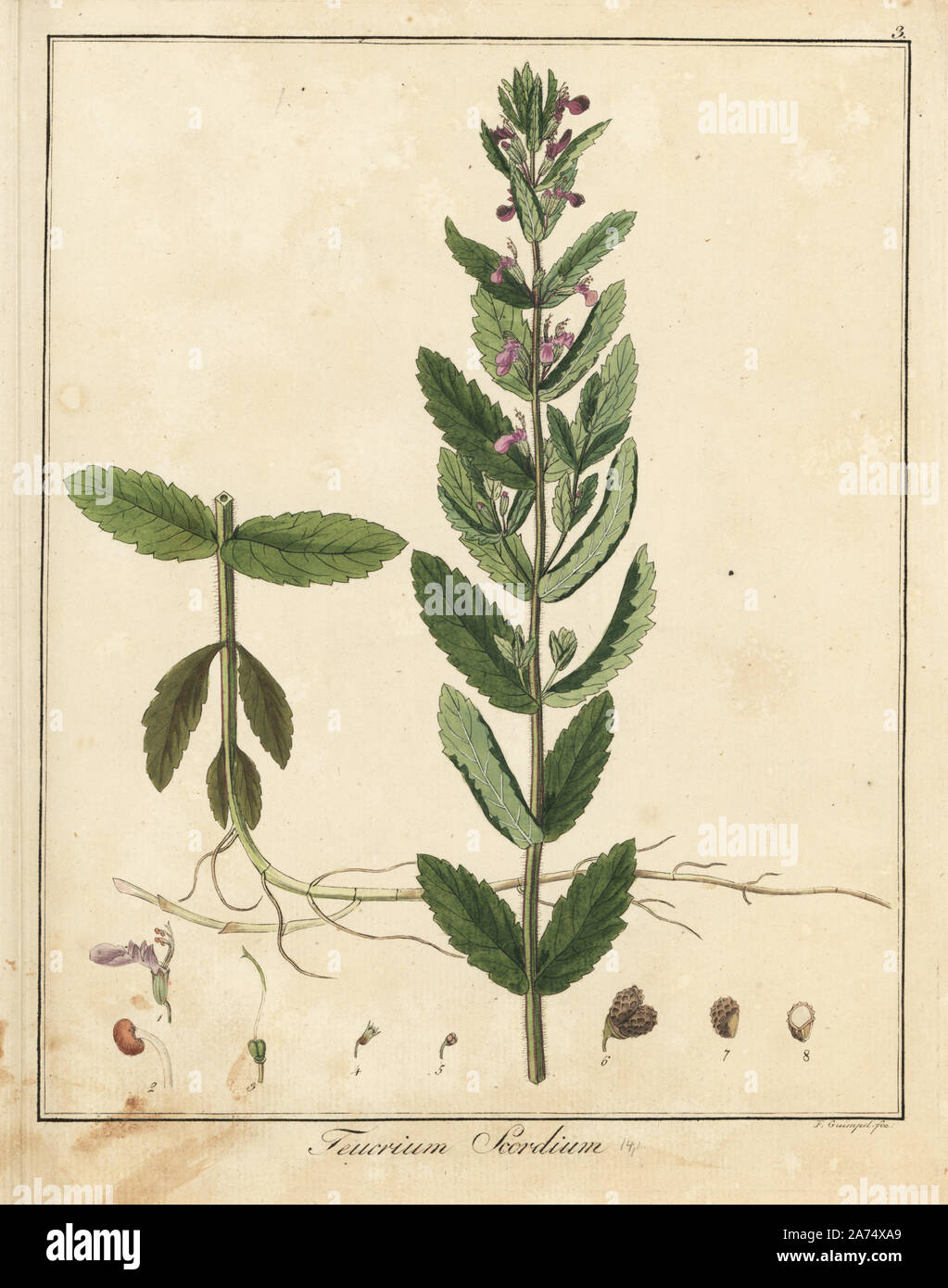 Water germander, Teucrium scordium. Handcoloured copperplate engraving by F. Guimpel from Dr. Friedrich Gottlob Hayne's Medical Botany, Berlin, 1822. Hayne (1763-1832) was a German botanist, apothecary and professor of pharmaceutical botany at Berlin University. Stock Photo