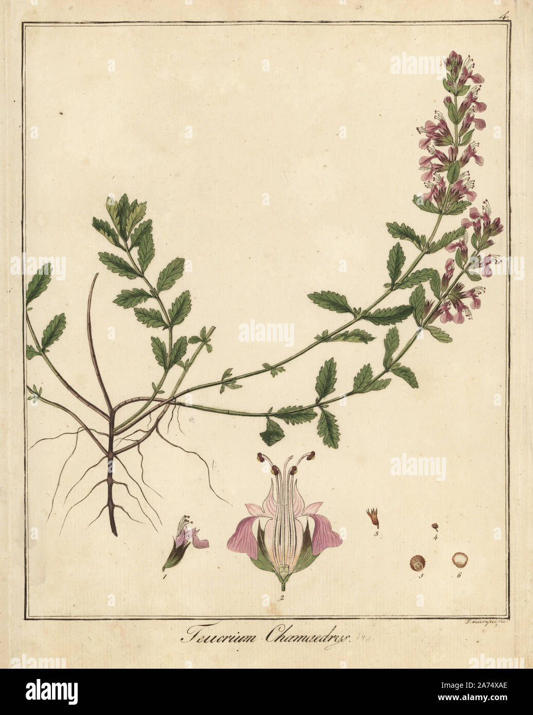 Wall germander, Teucrium chamaedrys. Handcoloured copperplate engraving by F. Guimpel from Dr. Friedrich Gottlob Hayne's Medical Botany, Berlin, 1822. Hayne (1763-1832) was a German botanist, apothecary and professor of pharmaceutical botany at Berlin University. Stock Photo