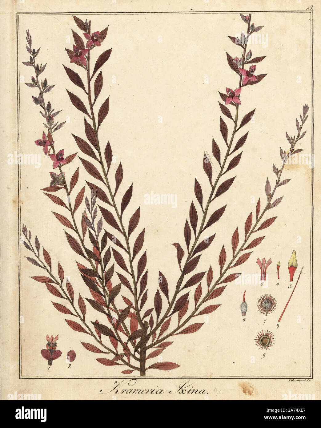 Abrojo colorado, Krameria ixine. Handcoloured copperplate engraving by F. Guimpel from Dr. Friedrich Gottlob Hayne's Medical Botany, Berlin, 1822. Hayne (1763-1832) was a German botanist, apothecary and professor of pharmaceutical botany at Berlin University. Stock Photo