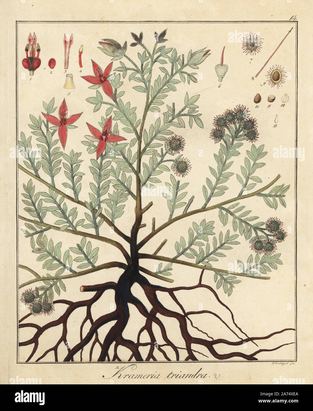 Rhatany, Krameria triandra. Handcoloured copperplate engraving by F. Guimpel from Dr. Friedrich Gottlob Hayne's Medical Botany, Berlin, 1822. Hayne (1763-1832) was a German botanist, apothecary and professor of pharmaceutical botany at Berlin University. Stock Photo