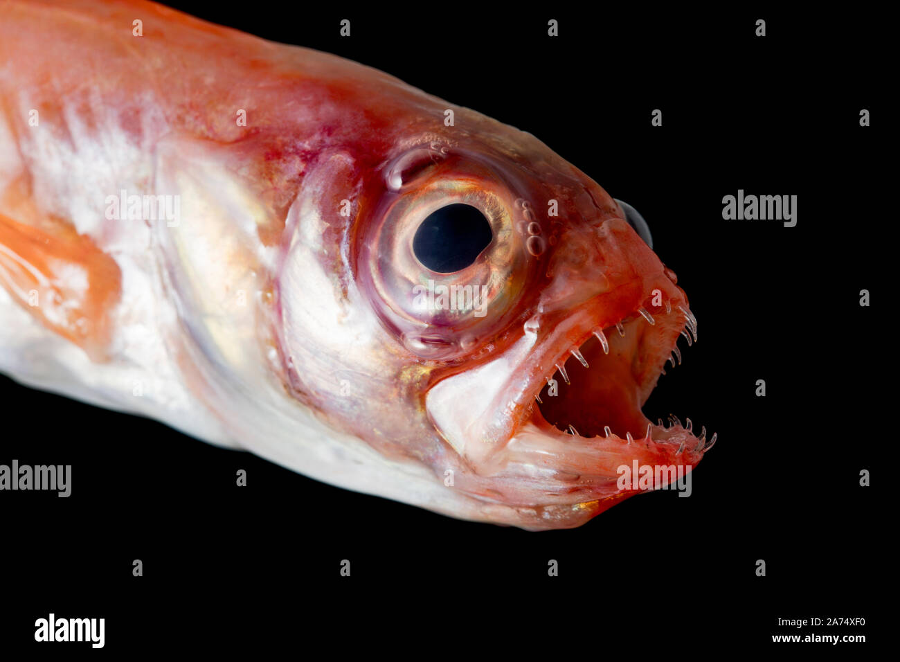 Ribbonfish hi-res stock photography and images - Alamy