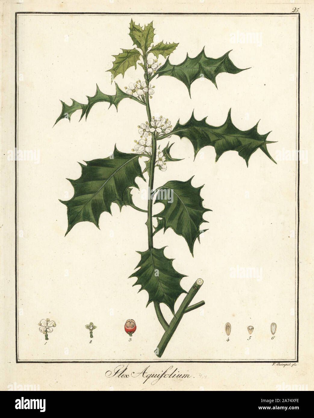 Common holly, Ilex aquifolium. Handcoloured copperplate engraving by F ...