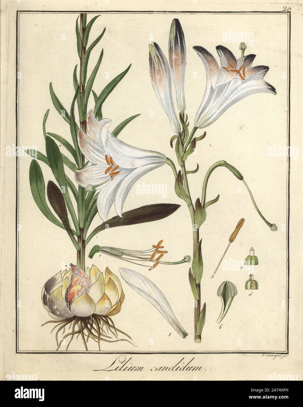 Madonna lily, Lilium candidum. Handcoloured copperplate engraving by F. Guimpel from Dr. Friedrich Gottlob Hayne's Medical Botany, Berlin, 1822. Hayne (1763-1832) was a German botanist, apothecary and professor of pharmaceutical botany at Berlin University. Stock Photo