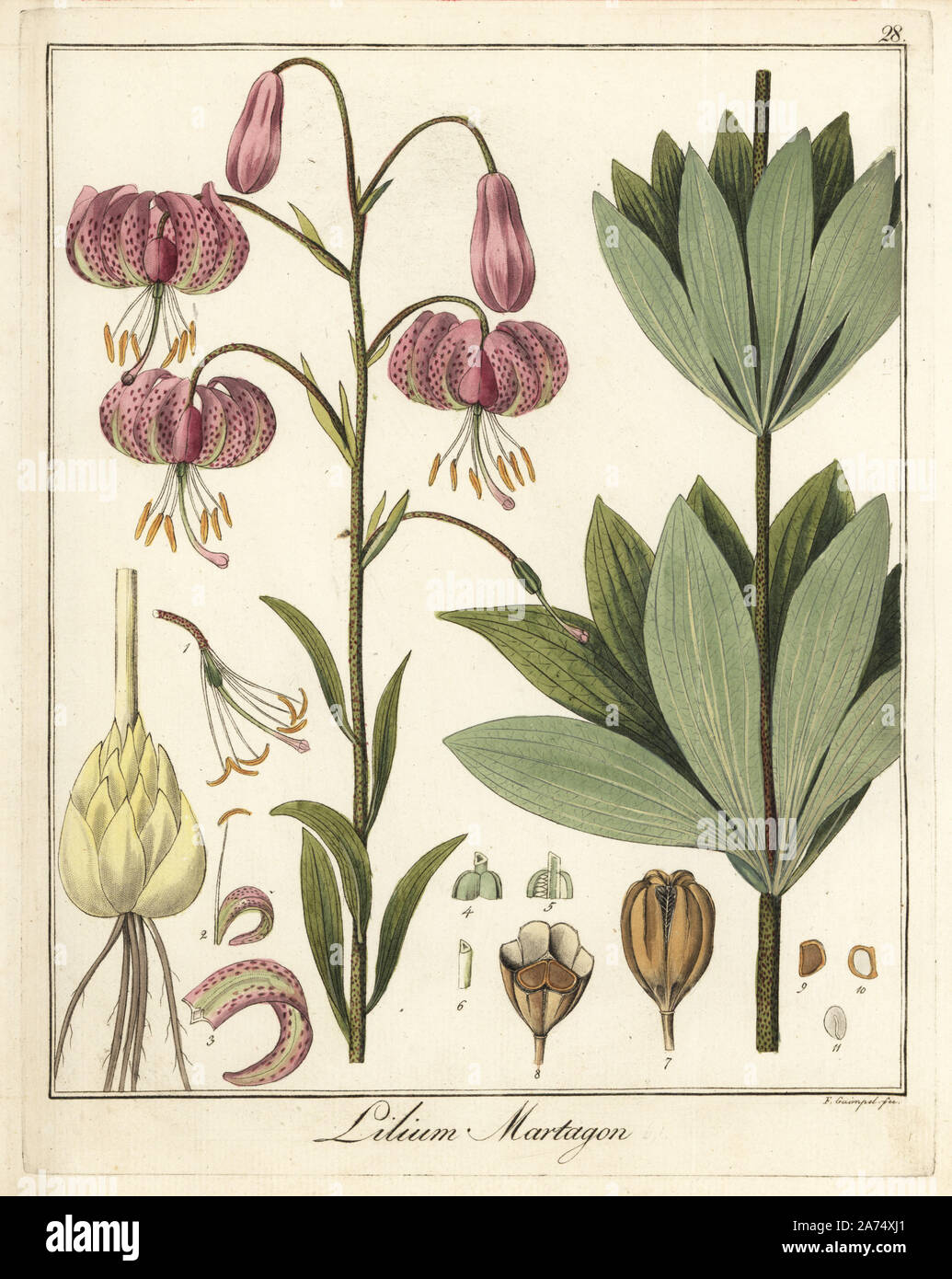Martagon or Turk's cap lily, Lilium martagon. Handcoloured copperplate engraving by F. Guimpel from Dr. Friedrich Gottlob Hayne's Medical Botany, Berlin, 1822. Hayne (1763-1832) was a German botanist, apothecary and professor of pharmaceutical botany at Berlin University. Stock Photo