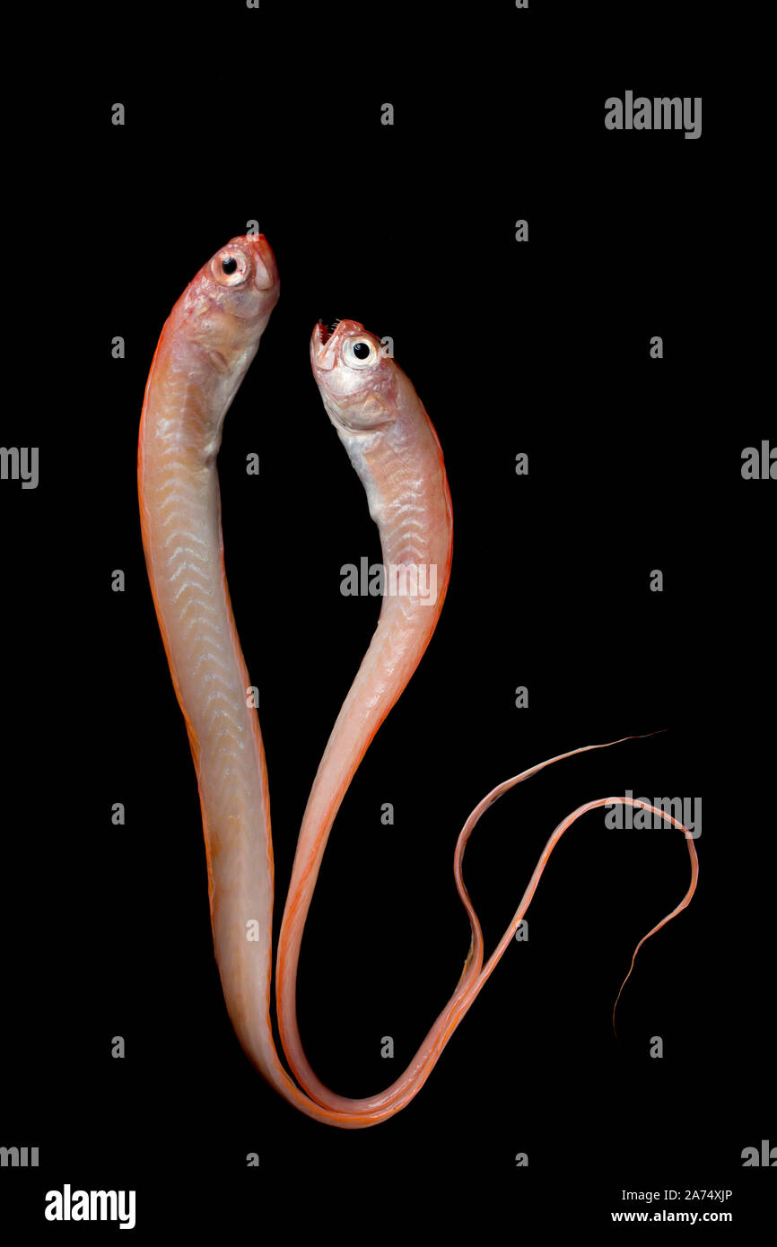 Two Dead Red Bandfish Or Ribbonfish Cepola Macrophthalma Two Dead Red Bandfish Or Ribbonfish Cepola Macrophthalma