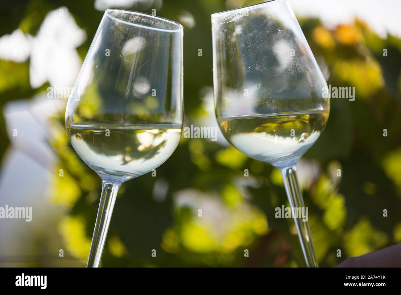Toasting with two glasses of white wine in the vineyard. Wine glasses