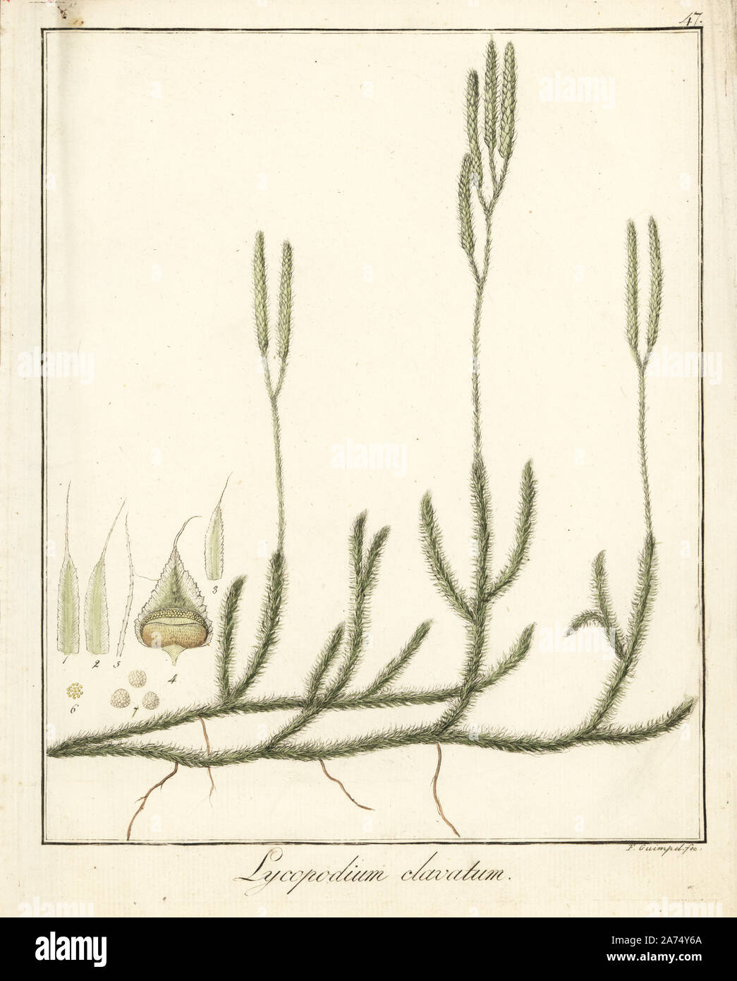 Wolf's-foot clubmoss, Lycopodium clavatum. Handcoloured copperplate  engraving by F. Guimpel from Dr. Friedrich Gottlob Hayne's Medical Botany,  Berlin, 1822. Hayne (1763-1832) was a German botanist, apothecary and  professor of pharmaceutical botany at