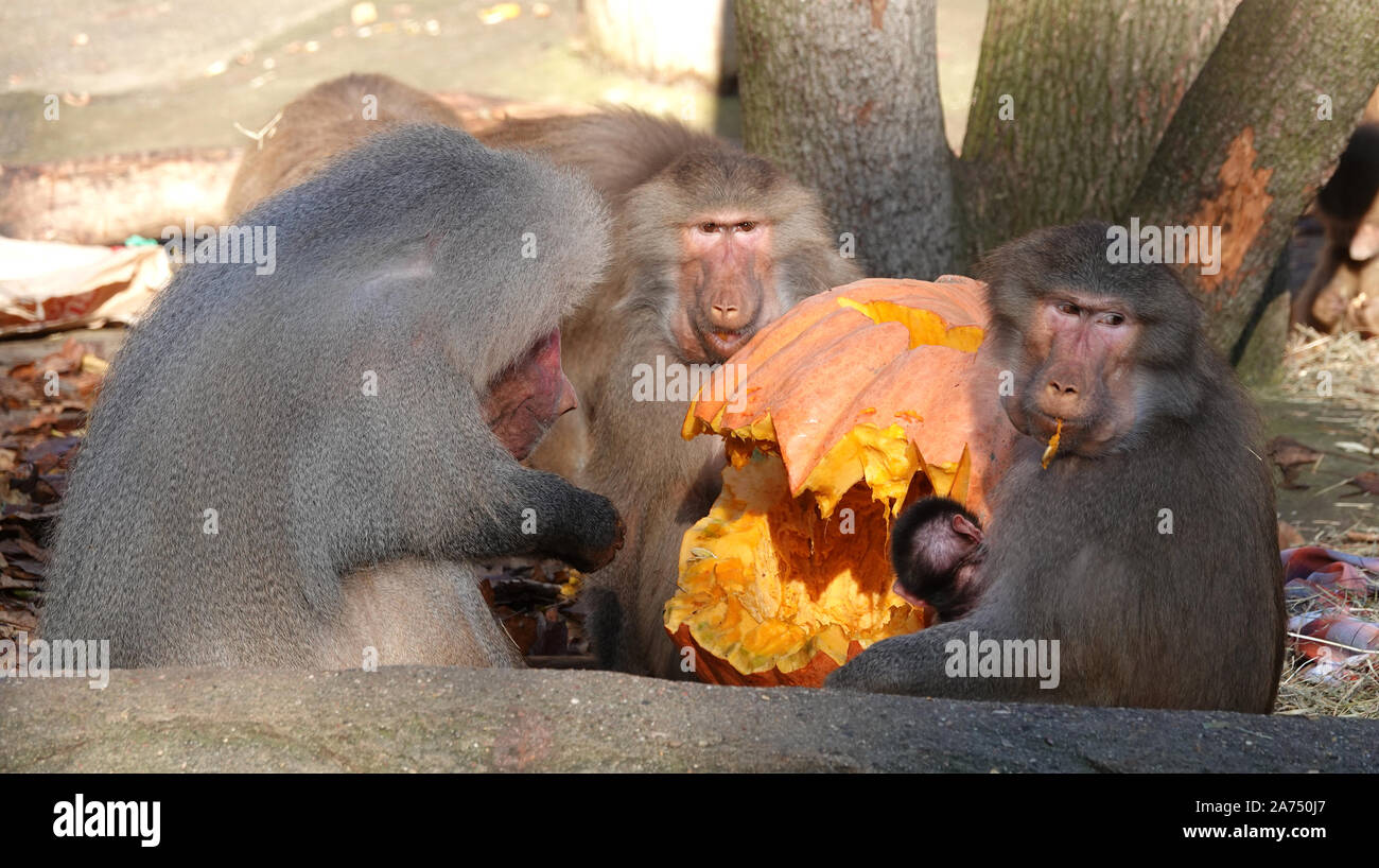 Hamburg Germany 30th Oct 2019 Baboons Eat A Pumpkin On The