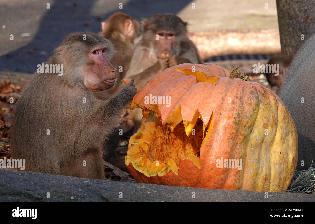 Hamburg, Germany. 30th Oct, 2019. Baboons eat pumpkins on the baboon rock  in Hagenbeck Zoo. A scarecrow with pumpkin head and pumpkins in all  imaginable colors and sizes were presented to the