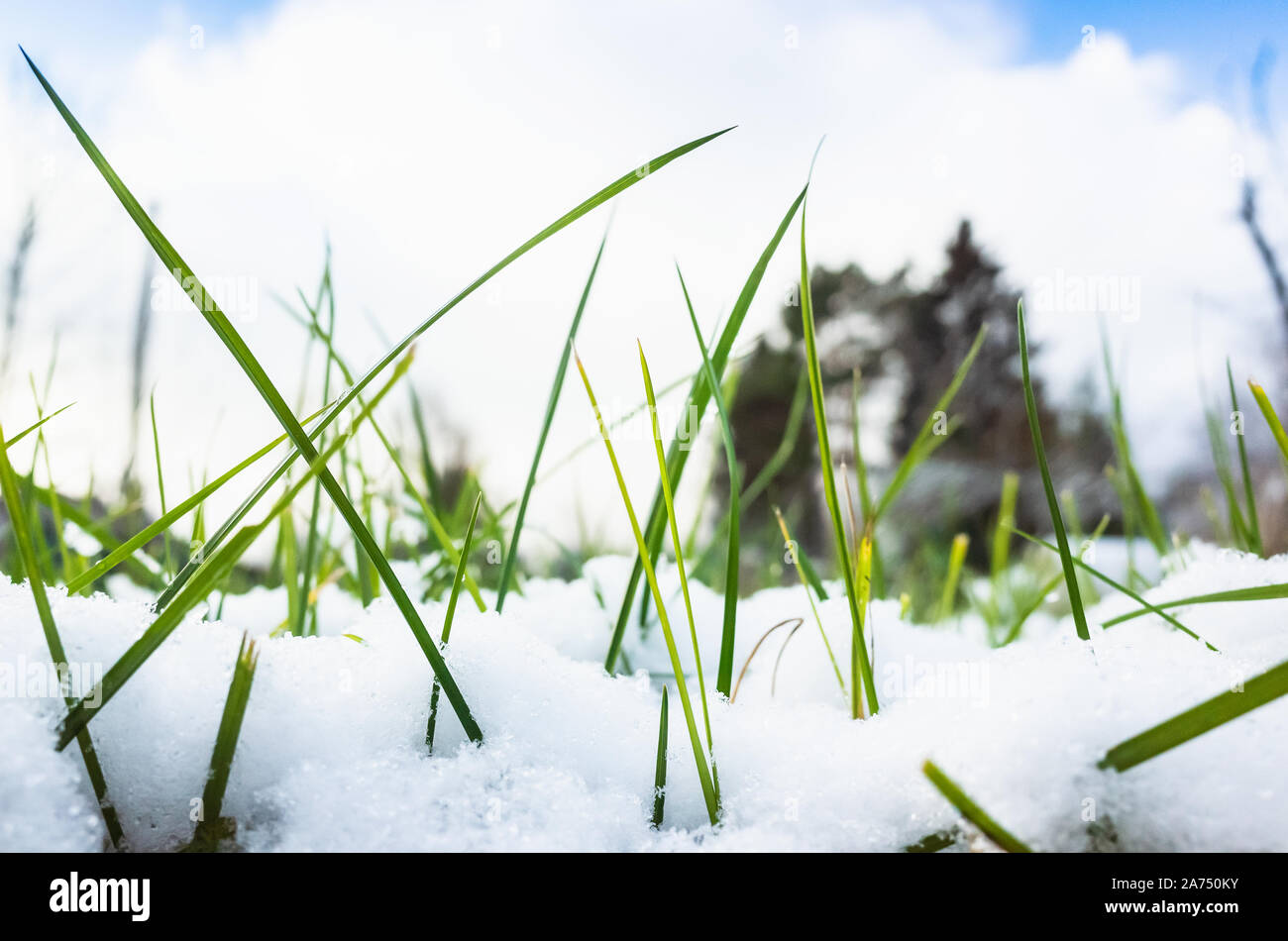 Early frost, green grass and fresh snow. Macro photo with selective soft focus Stock Photo