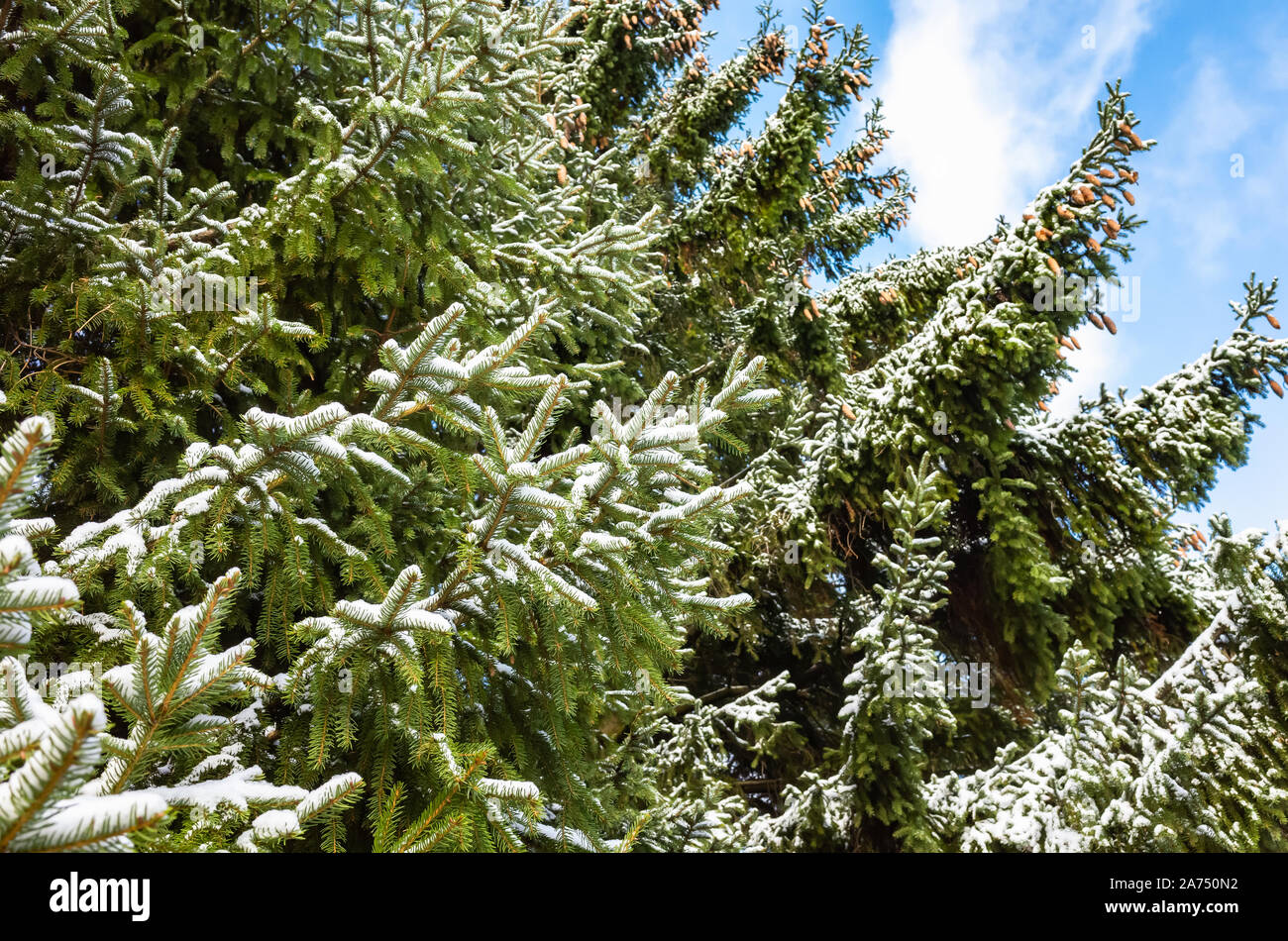 Spruce tree branches covered with snow are under blue cloudy sky, natural winter background Stock Photo