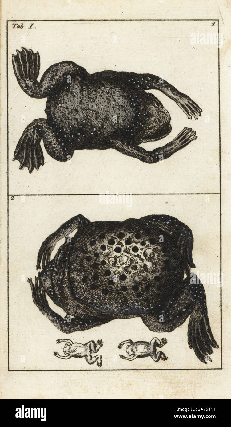 Surinam toad, Pipa pipa, male (top), and female with embedded young froglets on her back (bottom). Handcolored copperplate engraving from G. T. Wilhelm's 'Encyclopedia of Natural History: Amphibia,' Augsburg, 1794. Gottlieb Tobias Wilhelm (1758-1811) was a Bavarian clergyman and naturalist known as the German Buffon. Stock Photo