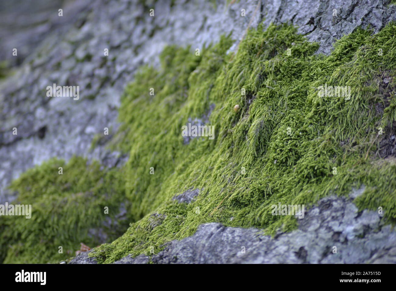 Green moss on an old tree, Medvednica - Zagreb Stock Photo