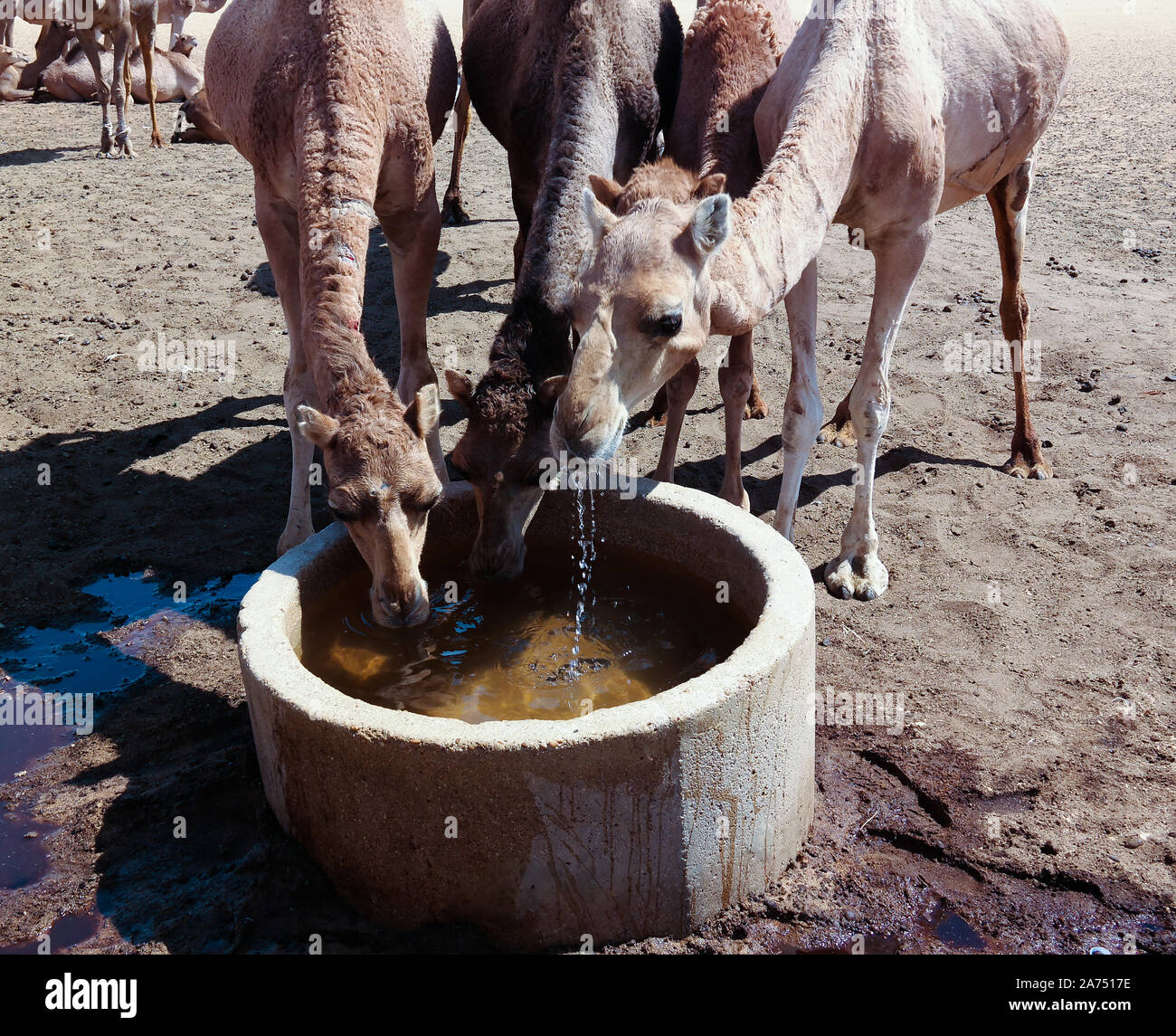 Camel water drink hi-res stock photography and images - Page 2 - Alamy