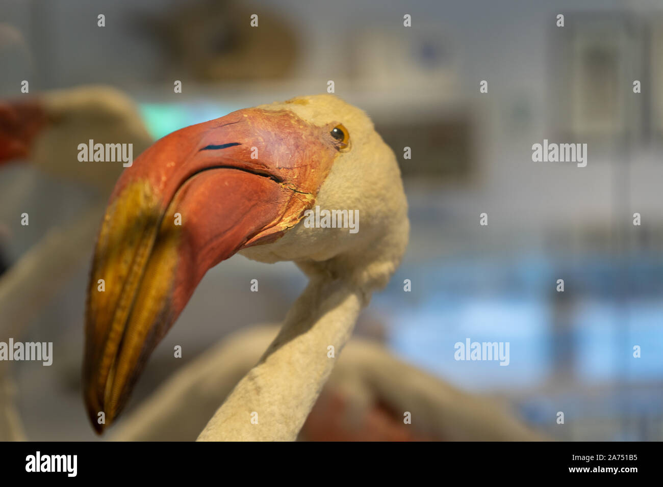 a stuffed flamingo from a museum display Stock Photo