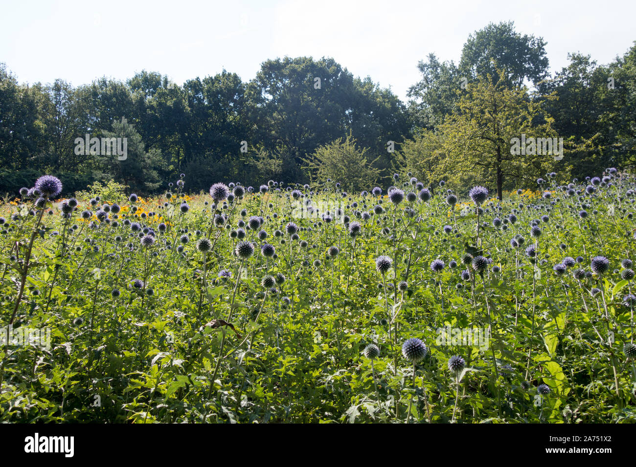 Wildflower planting in a park pollinator friendly Stock Photo