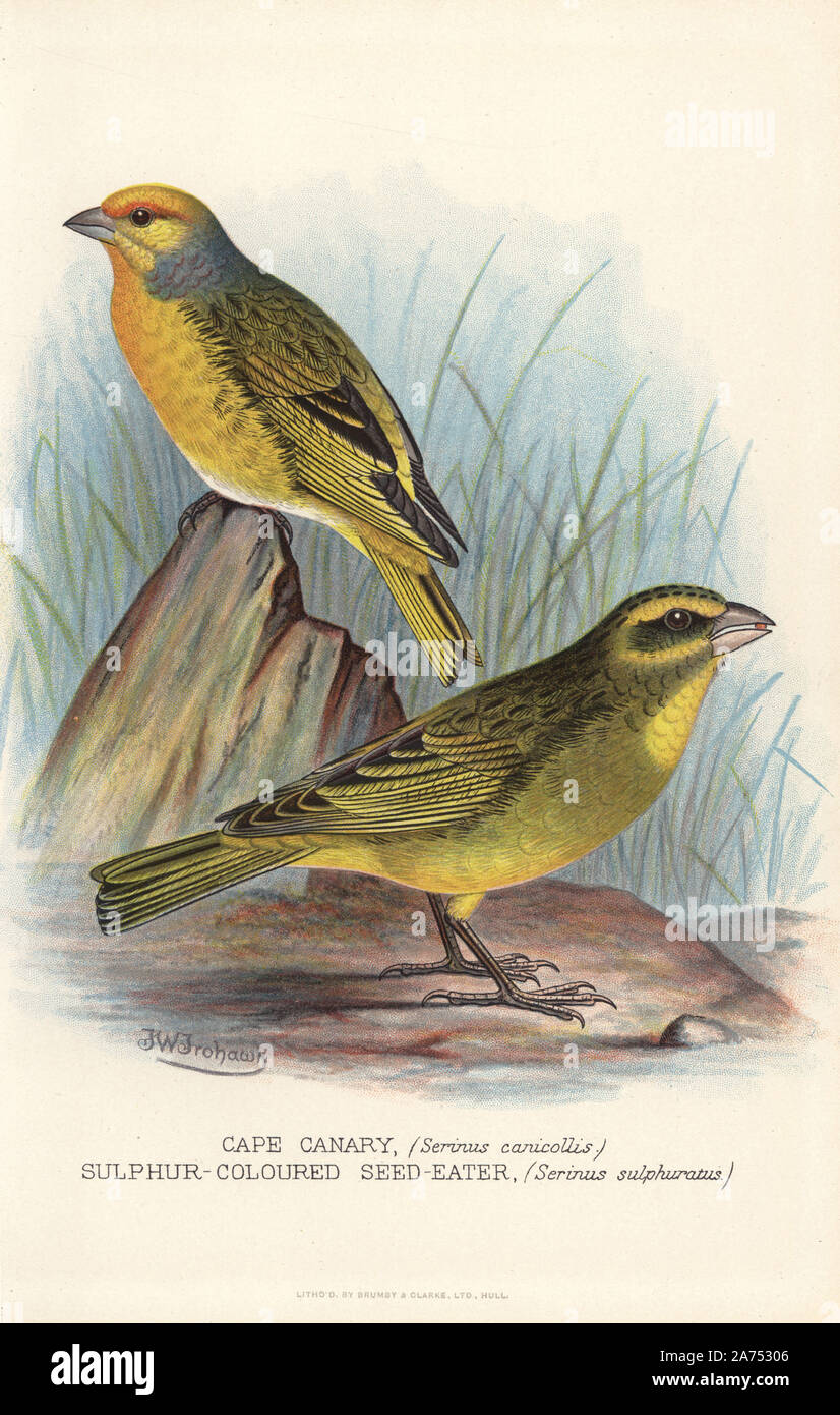 Cape canary, Serinus canicollis, and brimstone canary or sulphur-coloured seed-eater, Serinus sulphuratus. Chromolithograph by Brumby and Clarke after a painting by Frederick William Frohawk from Arthur Gardiner Butler's 'Foreign Finches in Captivity,' London, 1899. Stock Photo