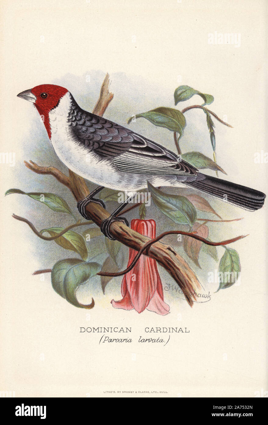 Red-cowled cardinal, Paroaria dominicana. (Dominican cardinal, Paroaria  larvata) Chromolithograph by Brumby and Clarke after a painting by  Frederick William Frohawk from Arthur Gardiner Butler's "Foreign Finches in  Captivity," London, 1899 Stock Photo -