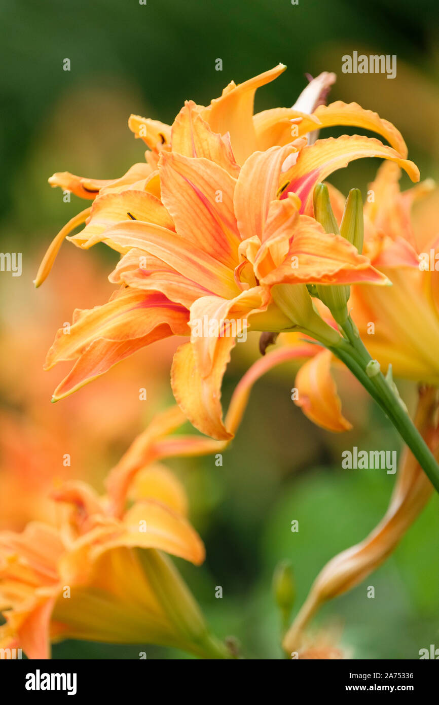 Orange flowers of hemerocallis fulva variety littorea, Coastal Day Lily Stock Photo