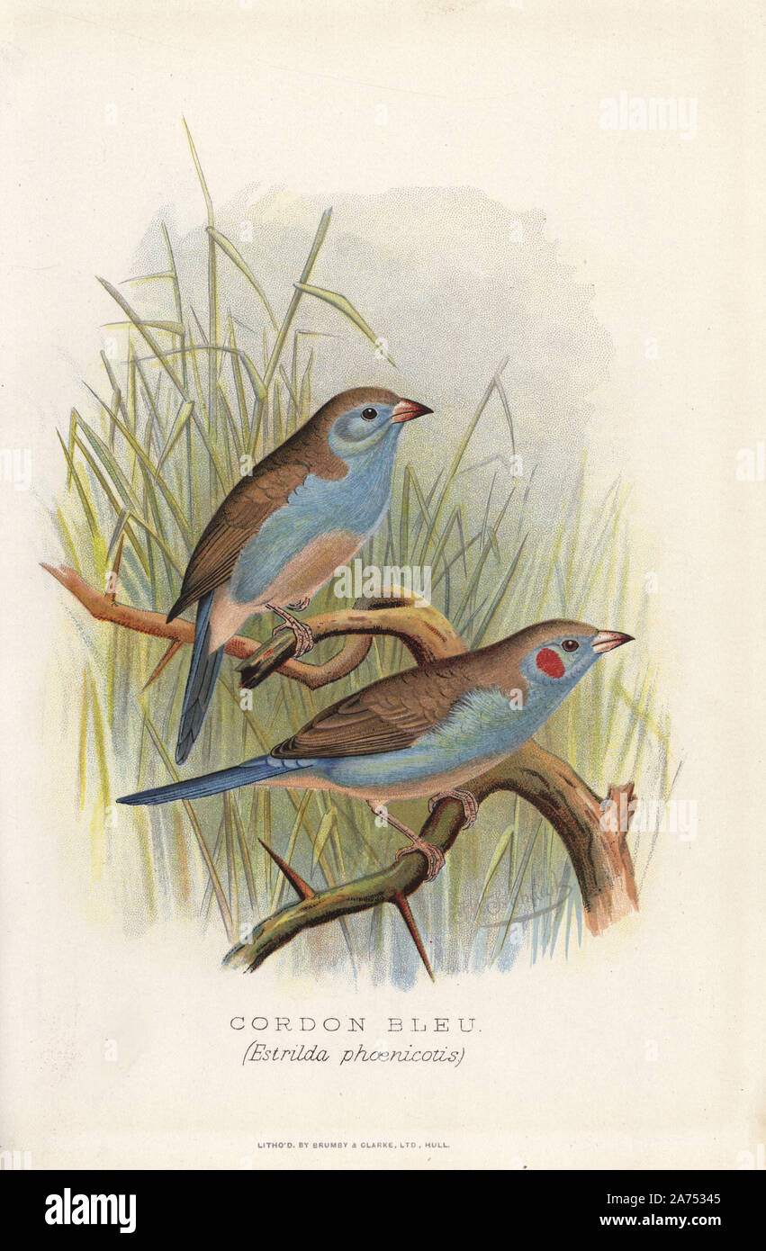 Red-cheeked cordon-bleu, Uraeginthus bengalus. (Cordon bleu, Estrilda phoenicotis). Chromolithograph by Brumby and Clarke after a painting by Frederick William Frohawk from Arthur Gardiner Butler's 'Foreign Finches in Captivity,' London, 1899. Stock Photo