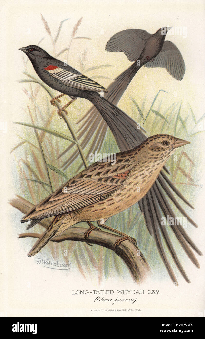 Long-tailed whydah, Chera procne. Chromolithograph by Brumby and Clarke after a painting by Frederick William Frohawk from Arthur Gardiner Butler's 'Foreign Finches in Captivity,' London, 1899. Stock Photo