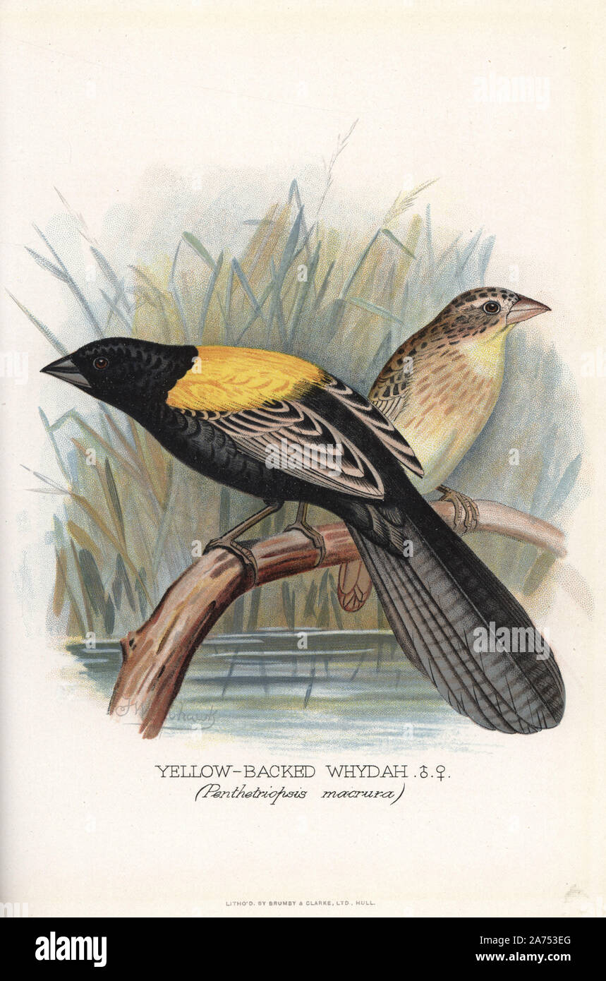 Yellow-mantled widowbird, Euplectes macroura. (Yellow-backed whydah, Penthetriopsis macrura). Chromolithograph by Brumby and Clarke after a painting by Frederick William Frohawk from Arthur Gardiner Butler's 'Foreign Finches in Captivity,' London, 1899. Stock Photo