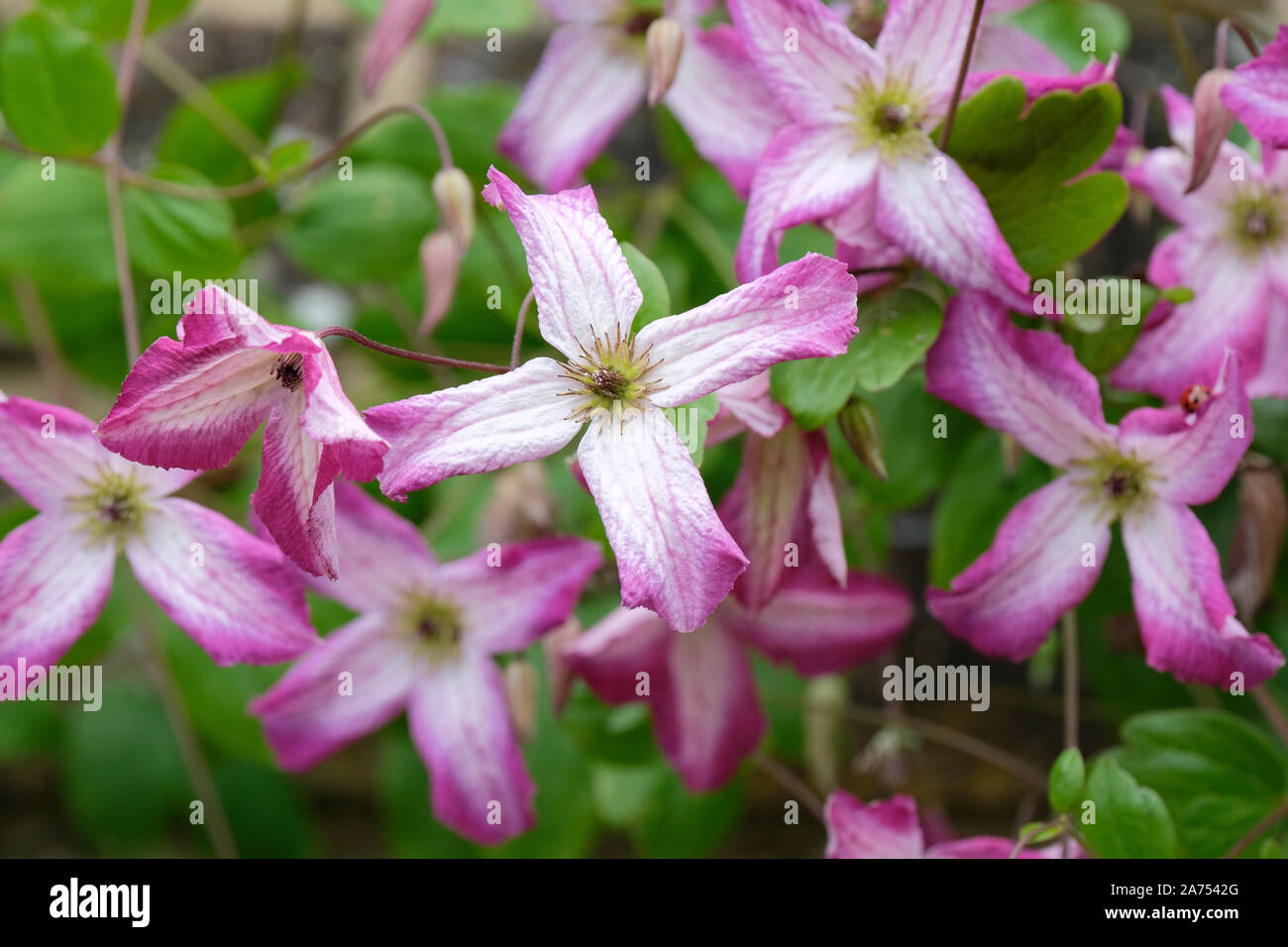 Purple-pink flowers of clematis viticella minuet. Stock Photo
