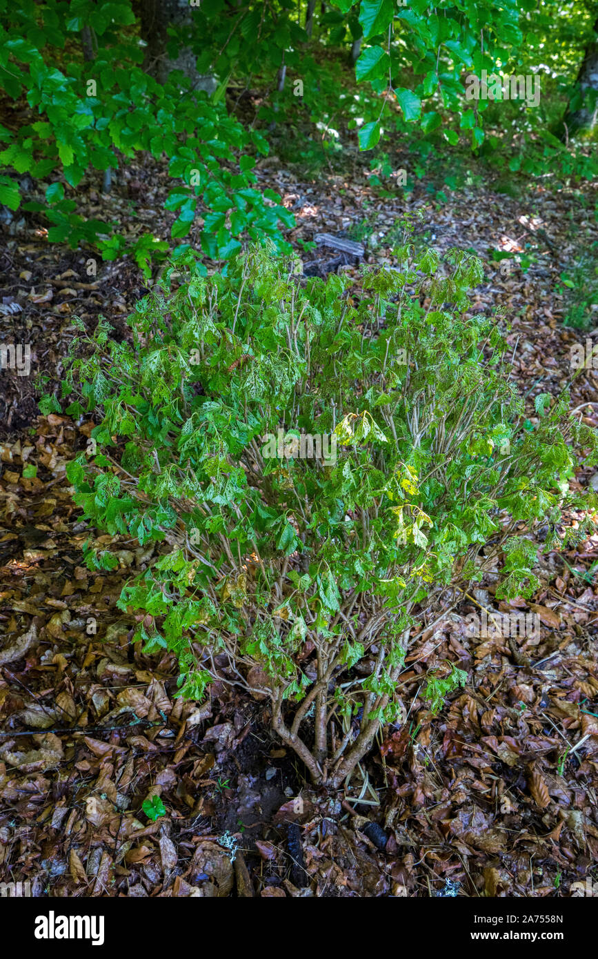 Carnberry viburnum (Viburnum trilobum) 'Alfredo' leaf beetle victim