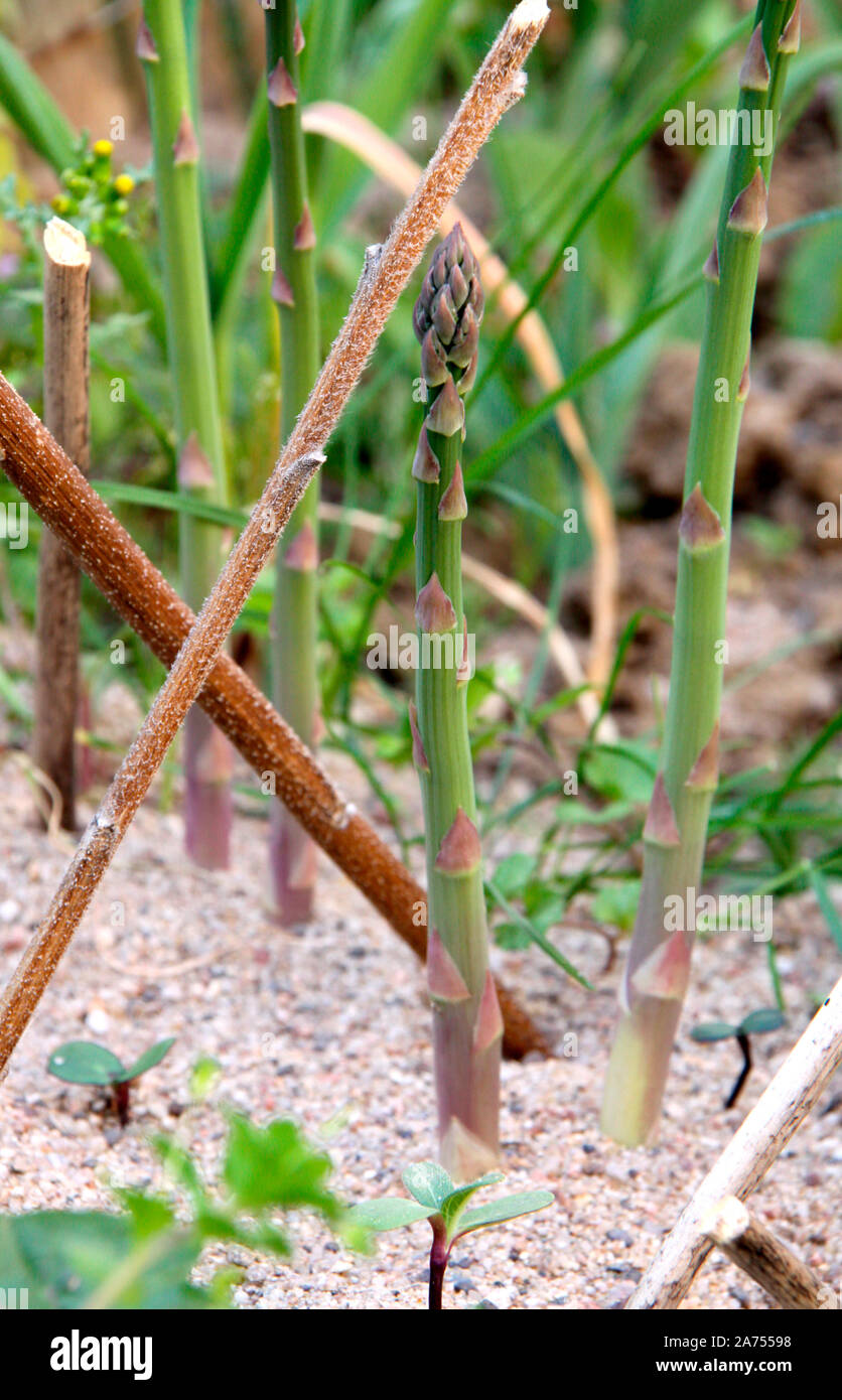 Asparagus seasons hires stock photography and images Alamy