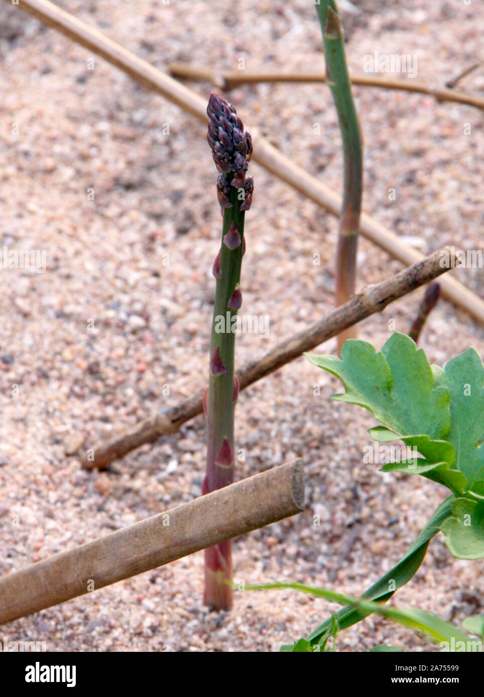 Asparagus, sand culture Stock Photo Alamy