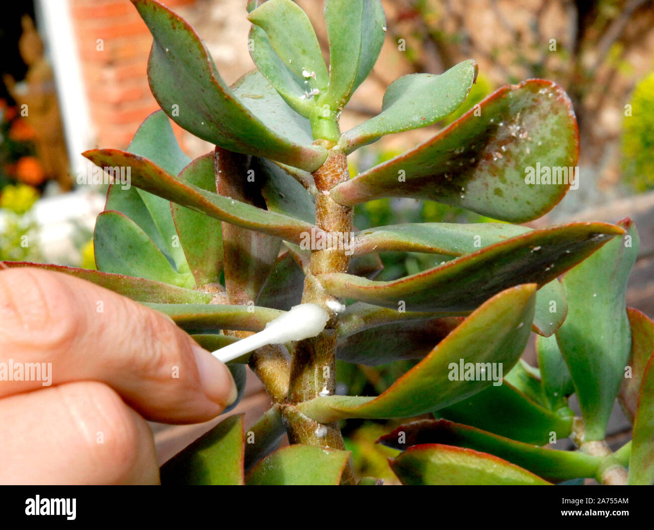 non gmo garden seeds Survival Vegetable Seeds Garden Kit Over 16,000 Seeds Non-GMO and Heirloom main image 1
