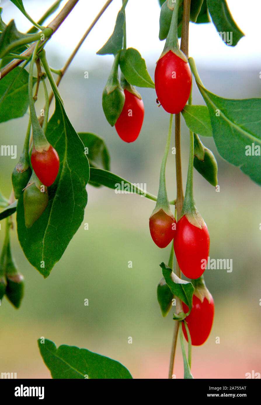 Himalayan gojis lycium chinense hires stock photography and images Alamy