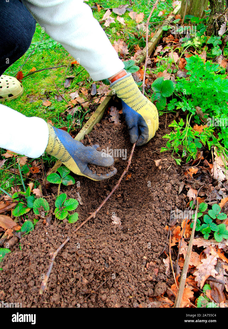 Layering of a branch of vine in the ground: step 1 planting, Tarn 