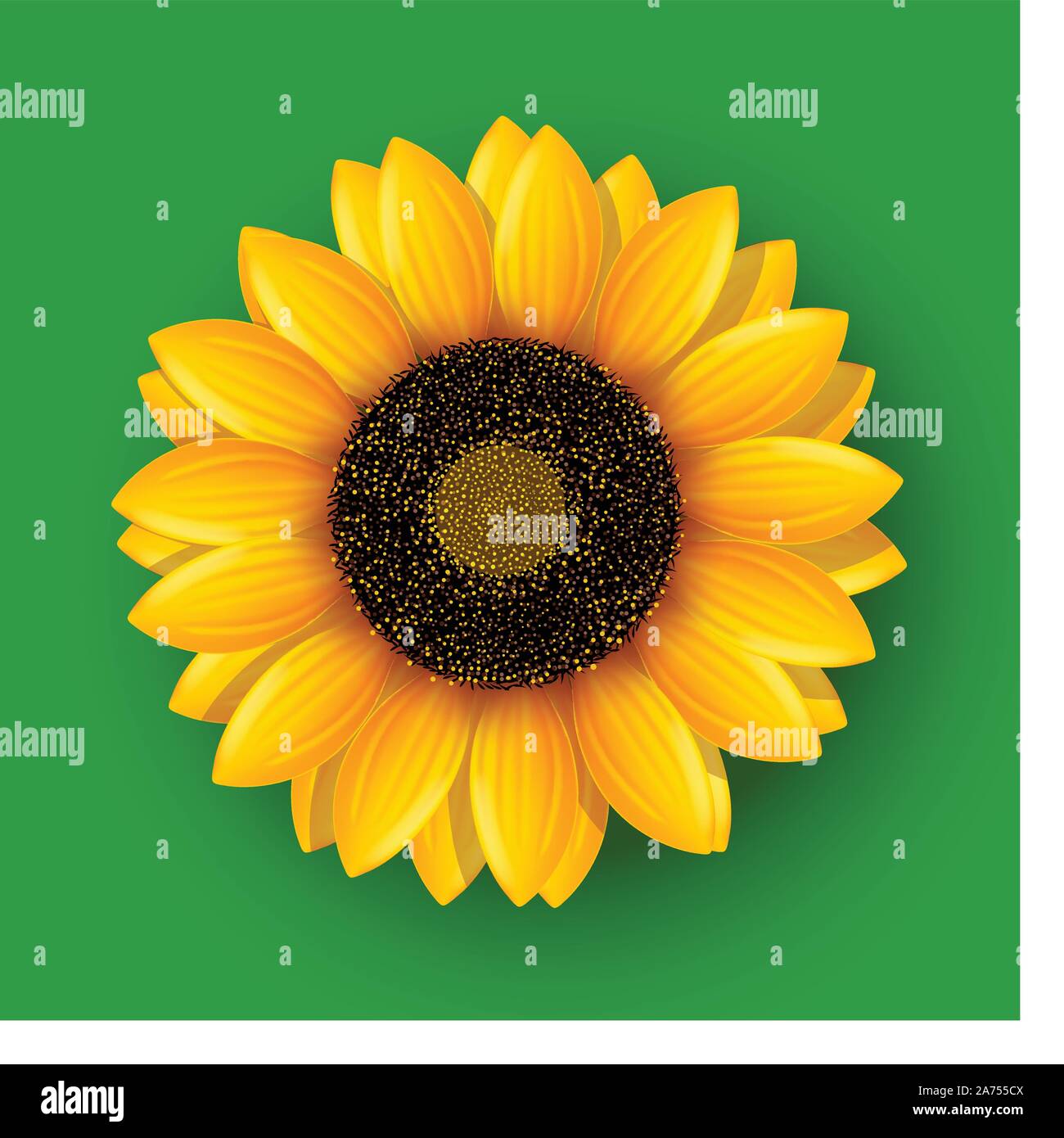 Sunflower seeds texture Stock Vector Images Alamy