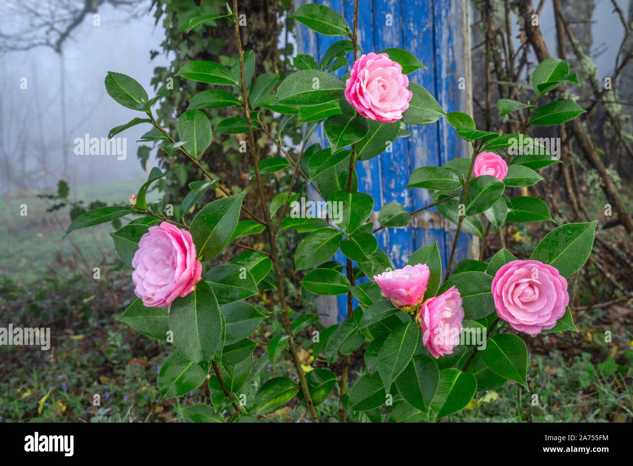 Camellia Camellia Sp Stock Photos Camellia Camellia Sp Stock