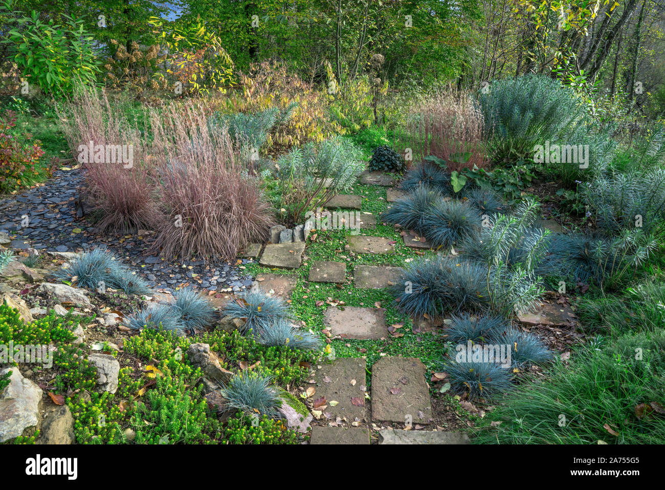 Little Bluestem (Schizachyrium scoparium) 'Blue Haven', Blue Fescue (Festuca glauca) 'Intense blue', terracotta surrounded by Kidney weed (Dichondra r Stock Photo