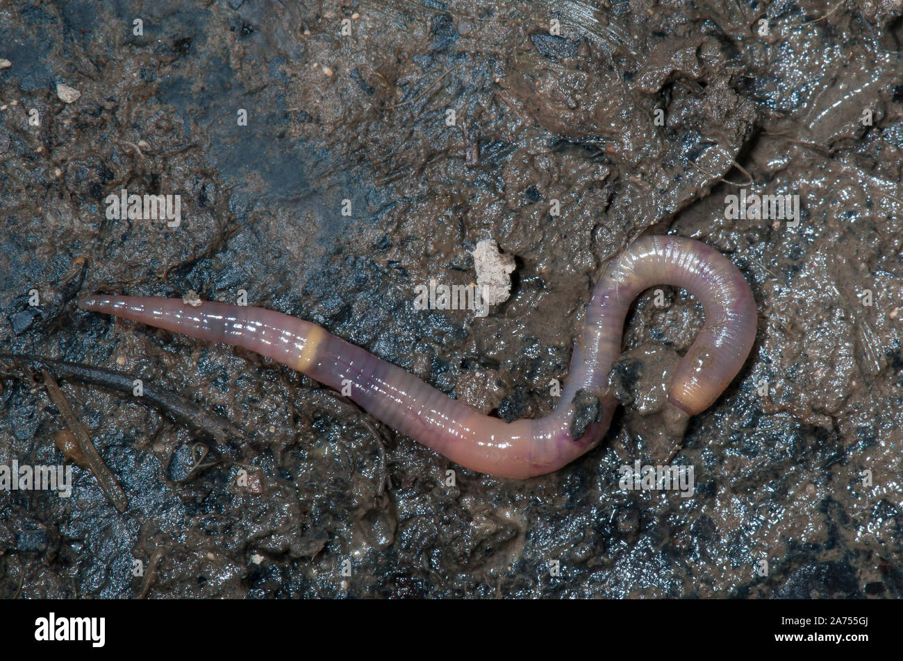 Green Worm (Allolobophora chlorotica) Endogenous worm determined by  clitellum at 29th segment and yellow ring presence, Lorraine, France Stock  Photo - Alamy
