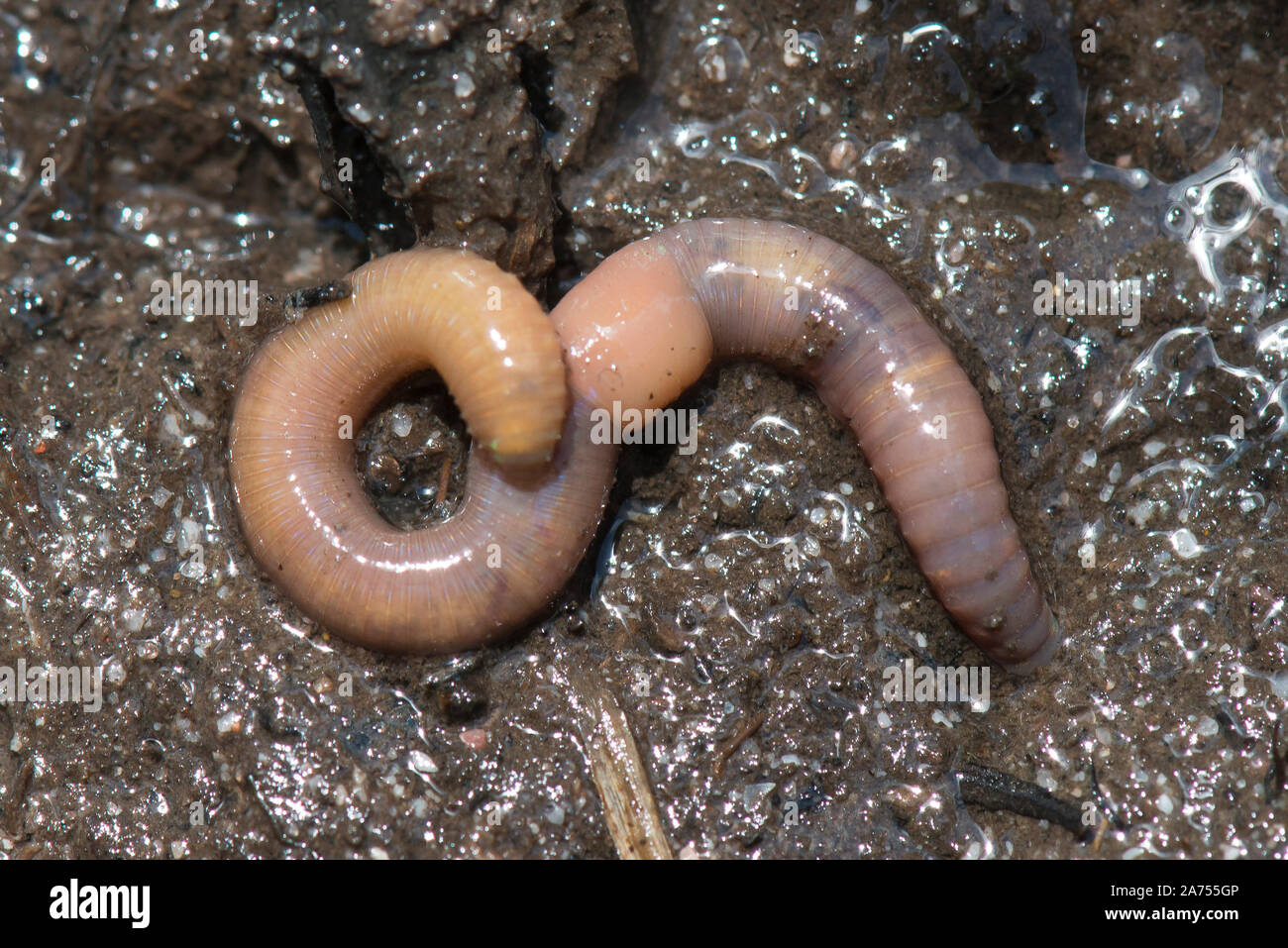 Green Worm (Allolobophora chlorotica) Endogenous worm determined by clitellum at 29th segment and yellow ring presence Stock Photo